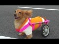 犬 車椅子 2輪車後足用