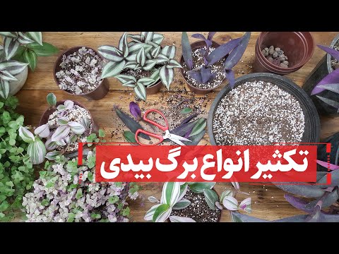 تصویری: نکاتی برای تکثیر گیاهان آپارتمانی با قلمه