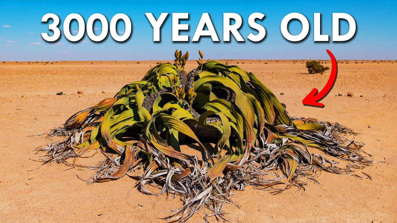 Welwitschia: One Of The Oldest Living Plants - YouTube