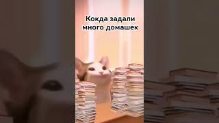 Когда задали дохера домашек #школа #поп кет #сентября