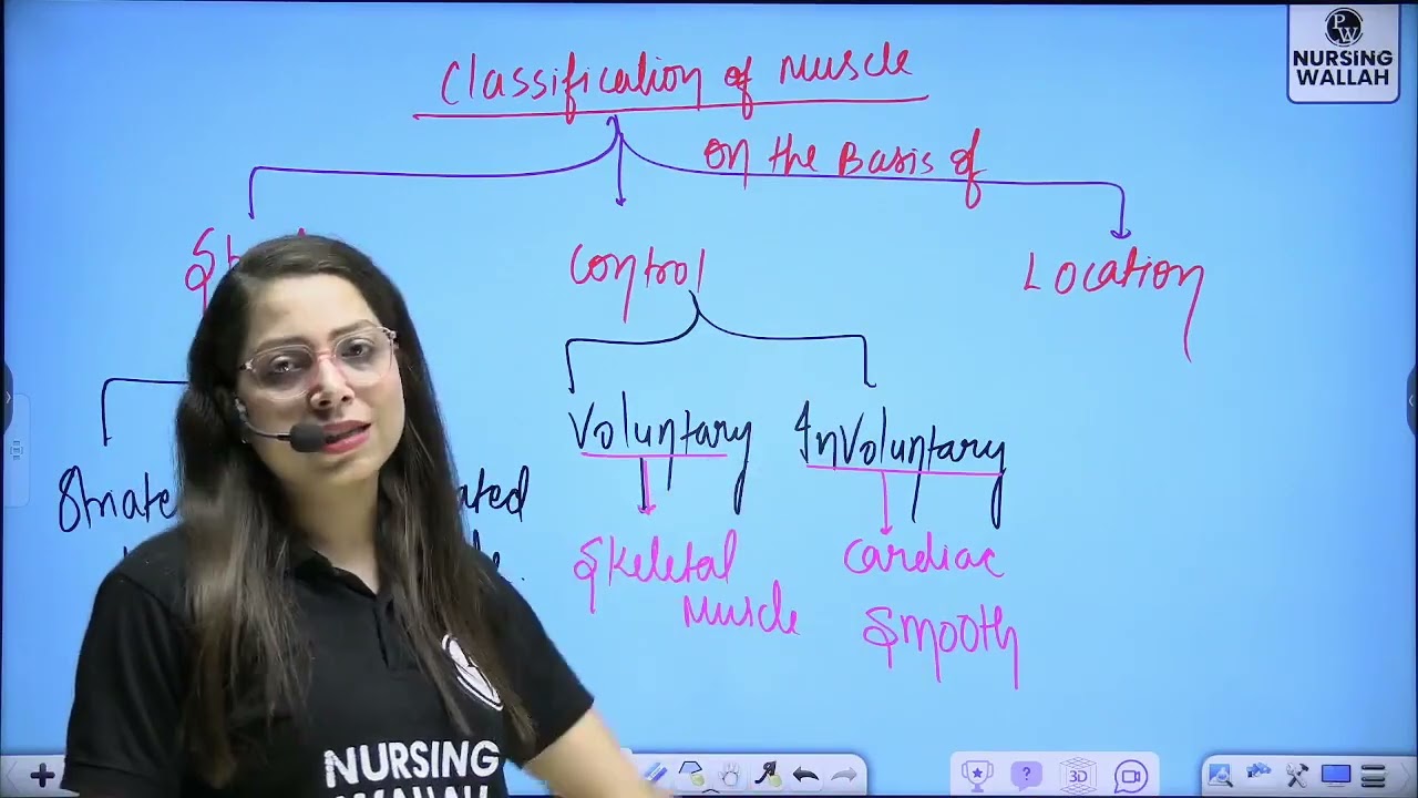 Muscular System 02   Anatomy and Physiology Part 2   Part 2