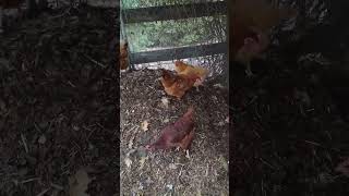 ?? Compost Catastrophe: Chickens Brave the Feathery Avalanche ?? chicken nature shorts