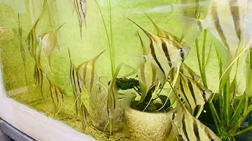 Altum orinoco #altum #minhlee #nhacaminhlee #thantienaicap