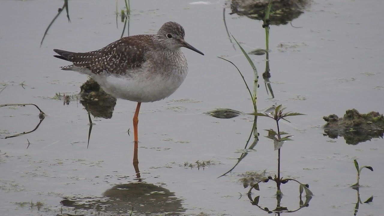 Totano zampegialle minore - Lesser yellowlegs