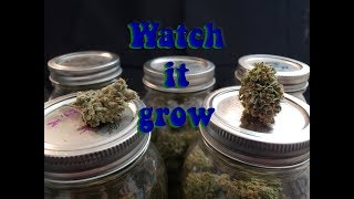 Watch it grow (picture everyday time lapse video)