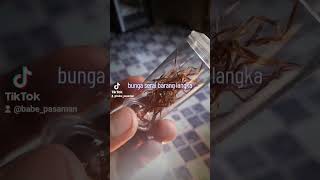 bunga serai kampung asli