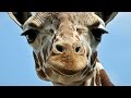 How Do You Know If A Giraffe Is In Heat? RIF 59