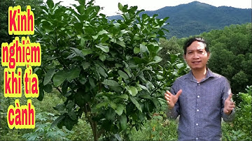 Hướng dẫn tỉa cành tạo tán trên cây bưởi diễn 2 đến 3 năm tuổi || bưởi Rỏn