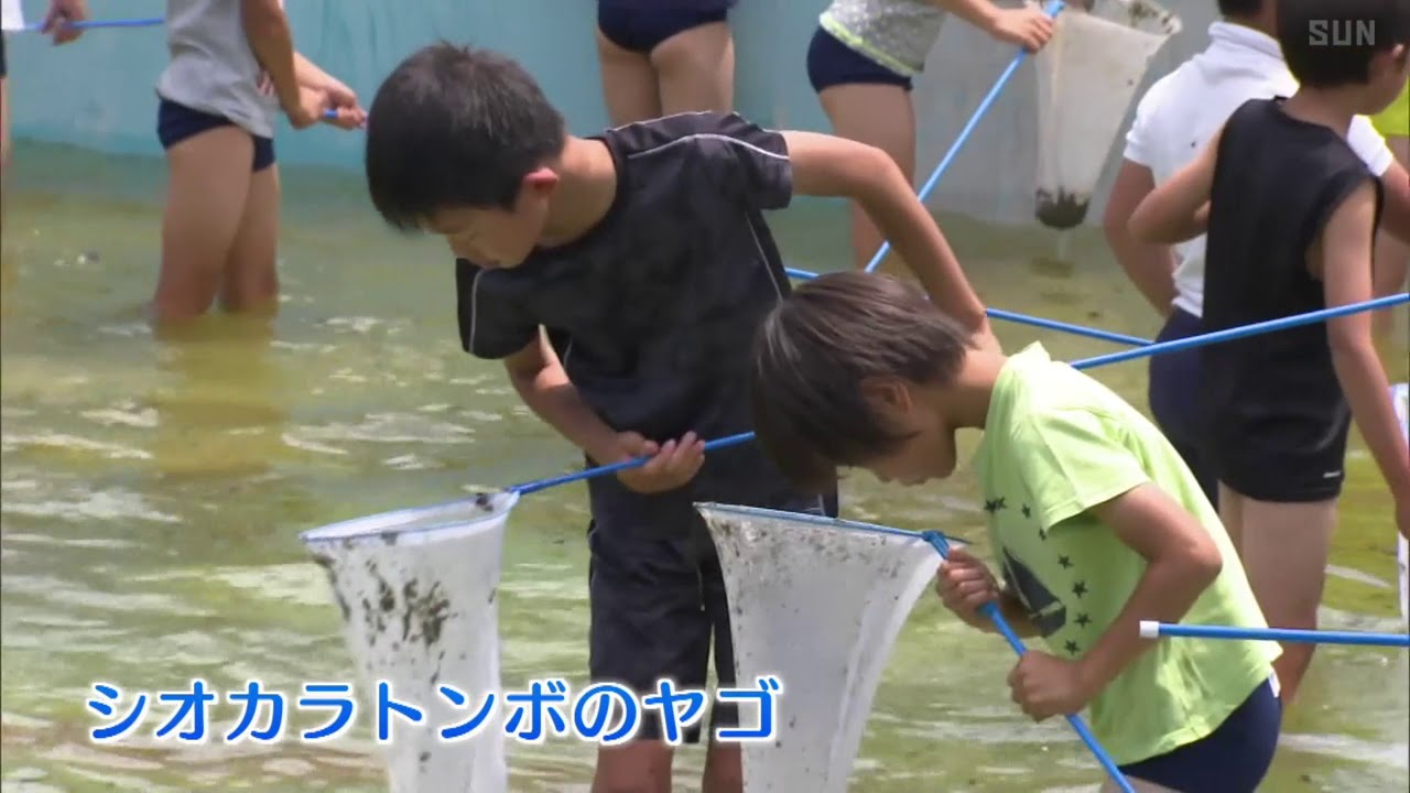 たつの市の小学校 トンボのヤゴ 救出大作戦 Youtube