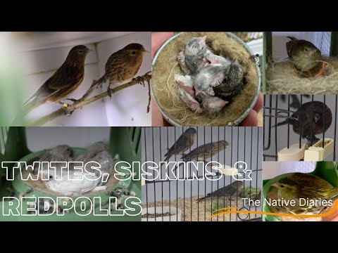 Video: Waar hou siskins?