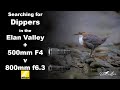 Searching for Dippers in the Elan Valley, Wales