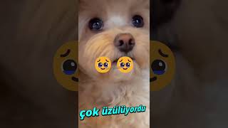 Tavşan Geri Döndüğünde Çok Şaşırmıştı..