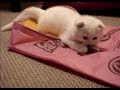 夢中で一人遊びするムーちゃん【スコティッシュフォールド】