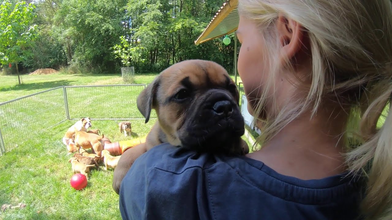 3 Sommerwürfe und die Mamas  : ( Continental Bulldog ) Asgards Pride Bulldogs - Full HD