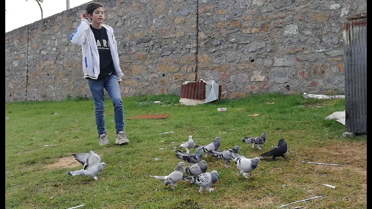 Kayserili Yakışıklı Ahmet Oyun Güvercinlerini Tanıttı. Tuzla Güvercin Kümesleri, Tuzla Oyun Güvercin