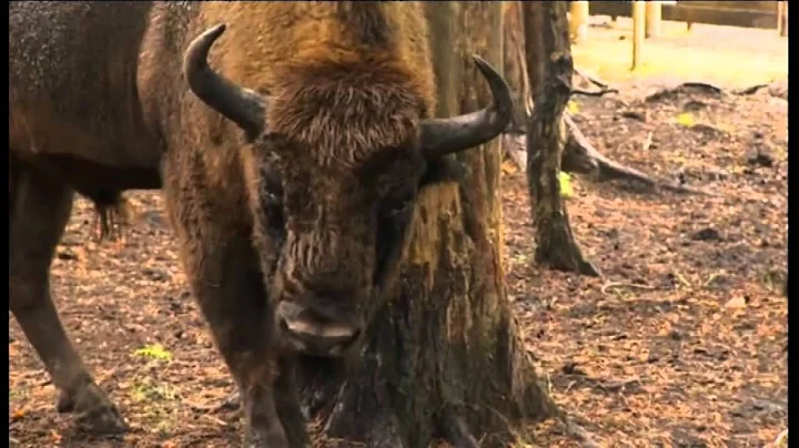 Sarah Farmer at the New Forest Wildlife park