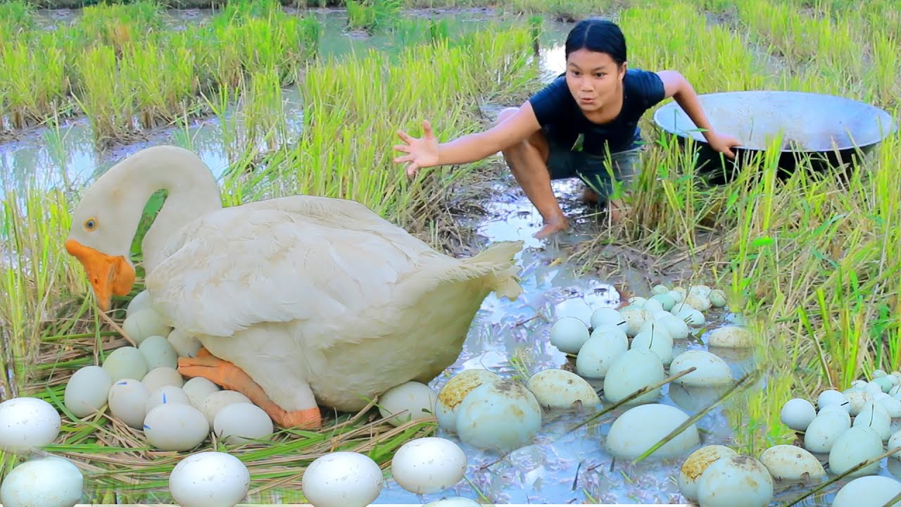 Women Catch Goose egg and Duck at river - Cooking Goose egg  Eating delicious HD