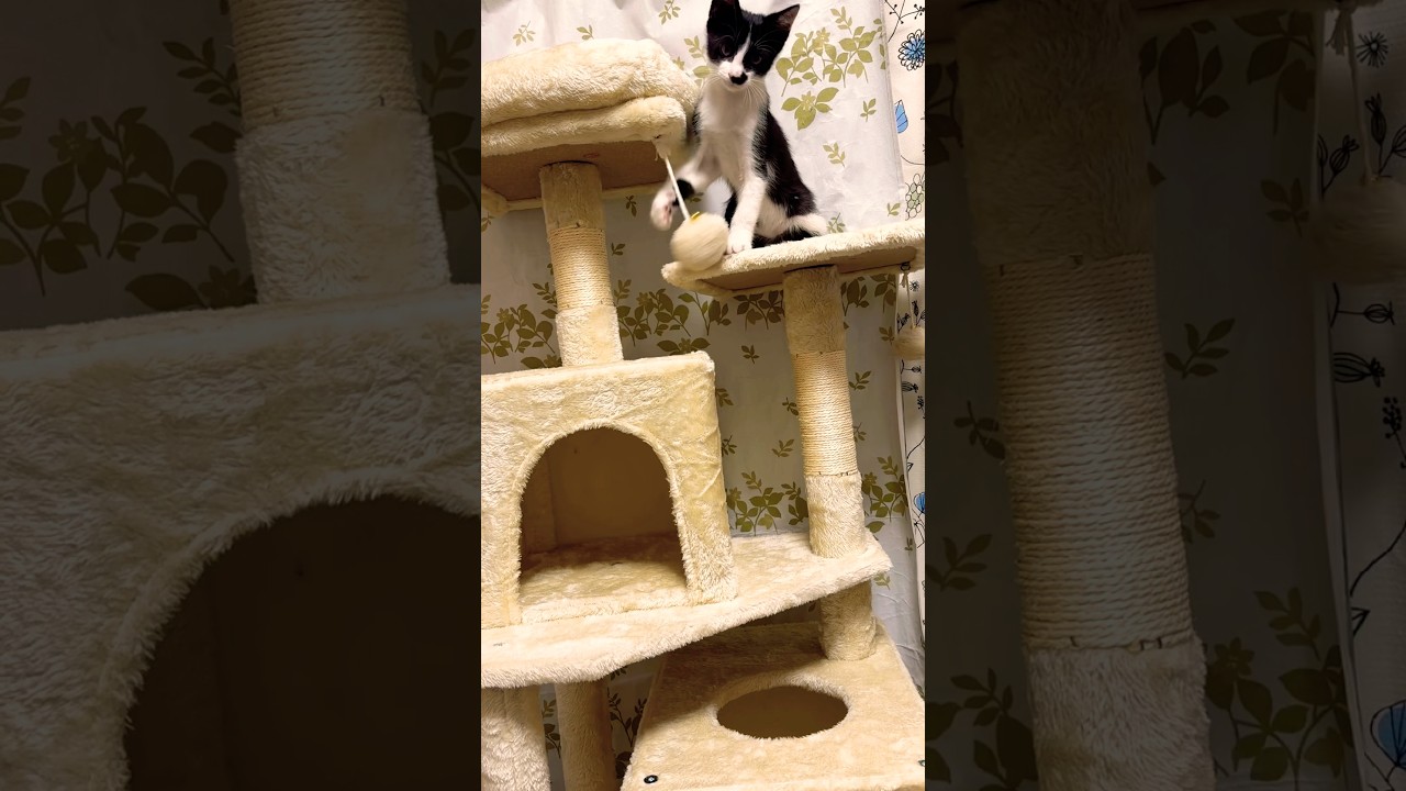 やっと組み上がったキャットタワー😊😸#shots #元気になる動画 #モフ猫 #cat #癒し #pets #かわいい #キャットタワー #ハチワレ #猫 #ねこのいる暮らし 、