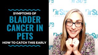Symptoms of Bladder Cancer in Pets, How to Catch this Early: Vlog 109