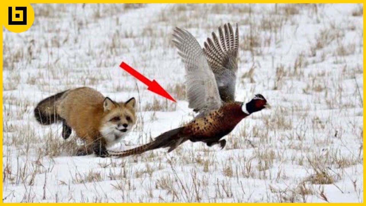 15 Incredible Moments Of Foxes Hunting And Fighting Back