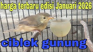 Latest prices for mountain ciblek birds, January 2026 edition