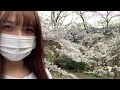 今さらやけど桜見に行ったときのやつ ﾃﾍｯ！【4月6日撮影】