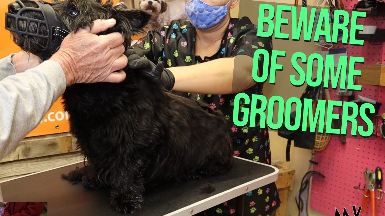 Other Groomers Hurt My Dog PT 1 YouTube