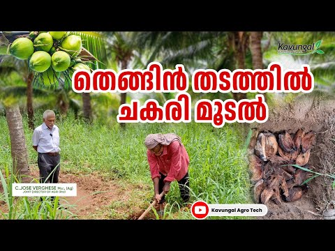 Coconut palm tree in the forest - video from Kavungal