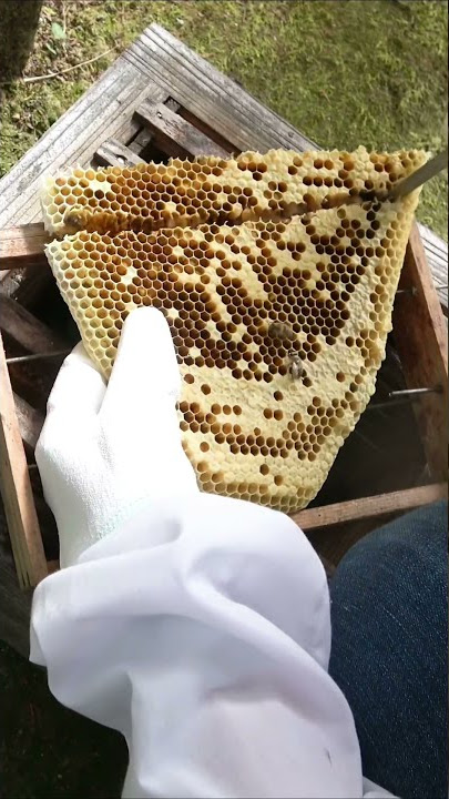 Hexagonal honey comb from a Cathedral Hive