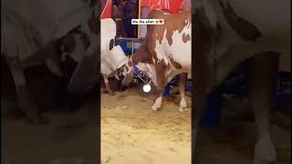 Ma sha Allah 😍❤️#2k25 #qurbani2k25 #cowmandi #vlogs