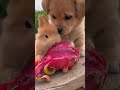 OMG! 😍 Bunny Eating Dragon Fruit &amp; Puppy Showing Love 🐰🐶❤️ #Shorts