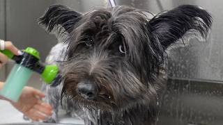 Grooming One of the Rarest Dog Breeds in the World