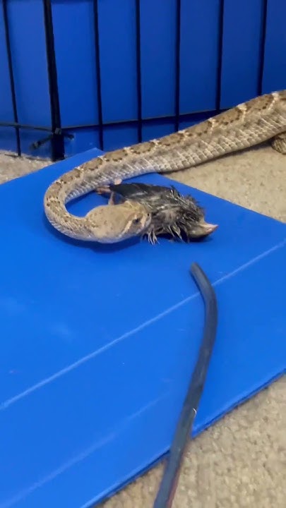 Helping a Picky RATTLESNAKE Eat! 🐍#reptiles #animals - YouTube