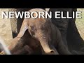 Newborn Elephant  :  Kruger National Park
