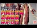 【内側のヒザ痛の原因】ヒザ内側の筋膜癒着のはがし方 knee pain,cohesion,medial muscle
