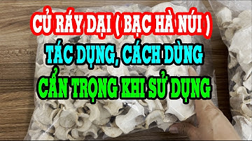 Củ bạc hà núi trị bệnh gì - Củ ráy dại có tác dụng gì - Củ ráy chữa bệnh gì