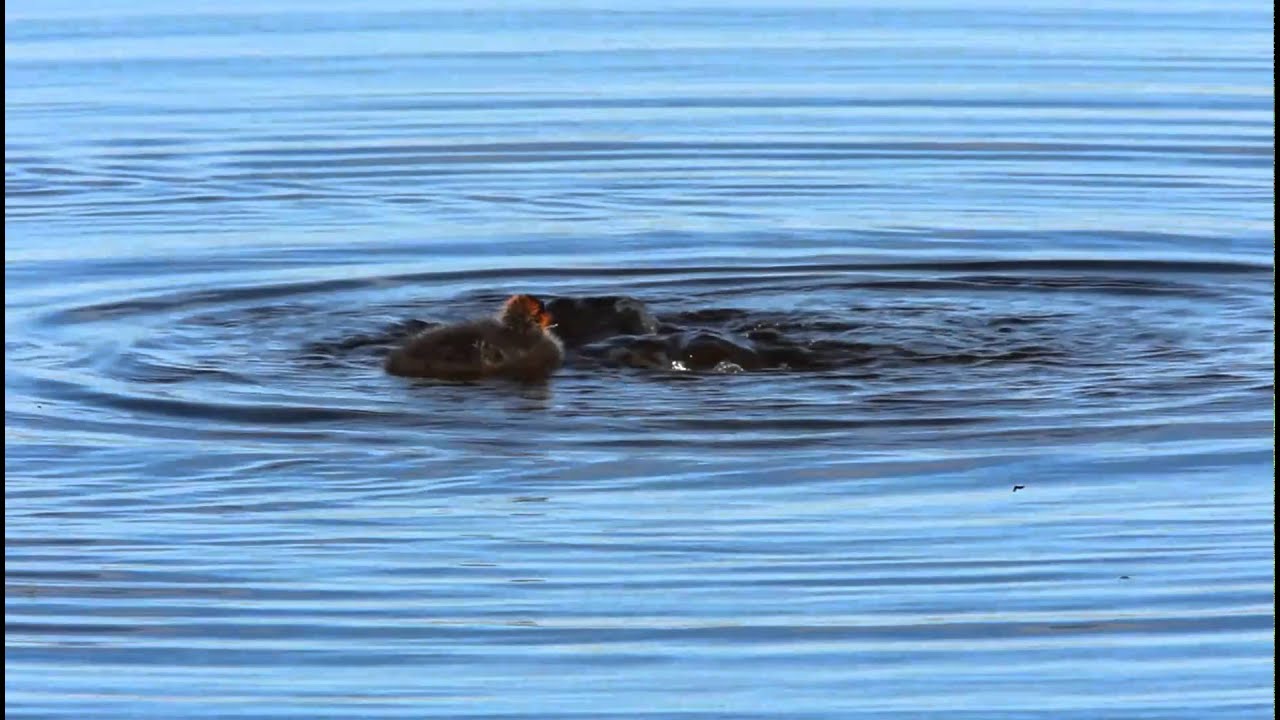 American Coot Feeding Baby