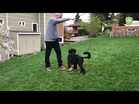 Teach Your Dog Drop It