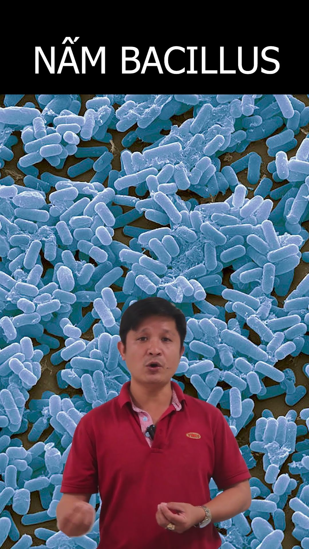 Các loại bệnh hại trên sầu riêng - Phần 2 | Giải pháp xử lý các loại dịch hại