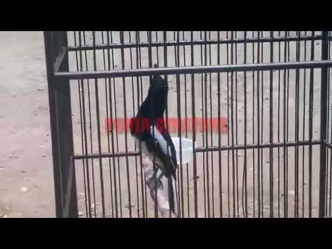 Jawaranya Jawa Tengah Kacer Gacor Full Isian Di Jamin Burung