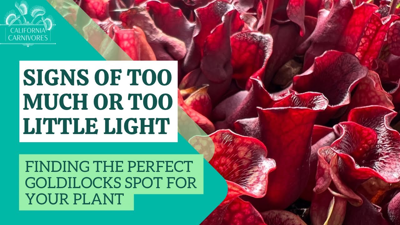 Signs of Too Much Light or Too Little for Your Carnivorous Plant YouTube