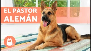 El perro PASTOR ALEMÁN  (Origen, Características, Adiestramiento y Cuidados)