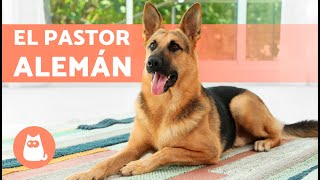 El perro PASTOR ALEMÁN 🐶 (Origen, Características, Adiestramiento y Cuidados) screenshot 5
