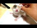 子猫赤ちゃん保護　子猫とスキンシップしてみます