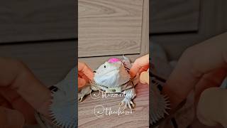 Blizzard The Bearded Dragon Models The Che Zoos Products Again