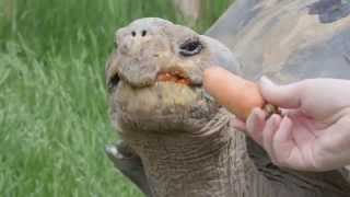HOW TO: Move a 450 lb Galapagos Tortoise