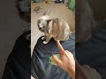 This product its perfect 🤩link at bio #pets #lintroller #home #clean #fyp