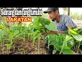 Bagging macro propagation banana lakatan/ healthy planting material @Gha Agri Tv