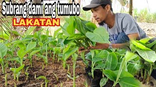 Bagging macro propagation banana lakatan/ healthy planting material @GhaAgriTv