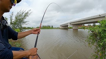 Câu Đài Cá Diếc Chép Tự Nhiên | Điểm Câu CỐNG LÂN - 17B8